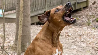 Best Home Security is a Rhodesian Ridgeback 😂 Great Family Dog but also Very Vicious Protective