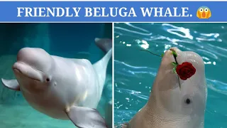 Beluga Whale Kiss और उसका Friendly Nature. #shorts