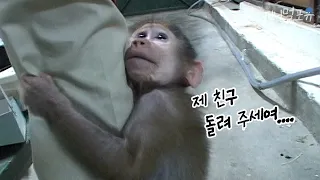 하나뿐인 친구를 데려가자 새끼 원숭이의 반응 ㅠㅠ | KBS 주주클럽 070520 방송