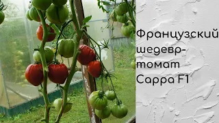 Обзор томата Сарра