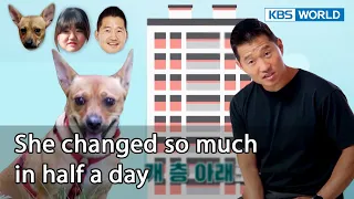 Can she stop fearing people on the elevator? [Dogs are incredible : EP.147-3] | KBS WORLD TV 221108