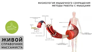 Физиология мышечного сокращения