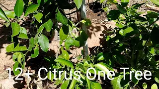 12+ Citrus One Tree on Sour Orange Rootstock