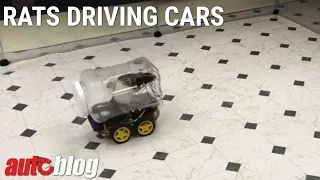Rats driving cars