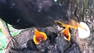 Mother Bird eating poop to save babies #mother #love #cute #beautiful #viral #birds