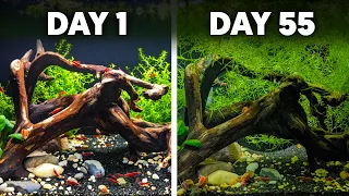 Surprising Results: Breeding 1000 Red Cherry Shrimp In 180 Days