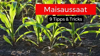 Mais legen: 9 Tipps zur perfekten Maissaat
