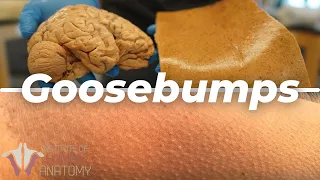 What Are Goosebumps??