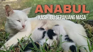 Kasih Ibu sepanjang masa | Mom & Kitten !!!!