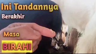 Tanda Berakhirnya"BIRAHI"pada kambing