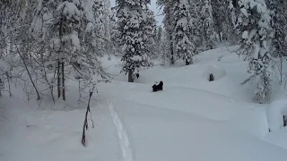 проверка путика. промысел на соболя