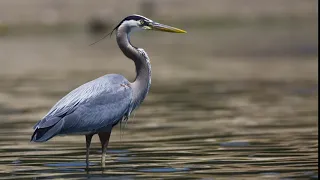Bird Call - Great Blue Heron