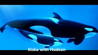 Kiska  the Killer whale. (Story)
