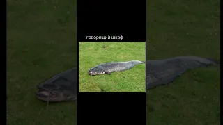 Прикол, рыбалка 2023 #funny #meme #fun #best #shortvideo #shortsvideo #fishing #shorts #short