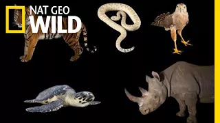 Meet Some of the World's Most Endangered Animals | Nat Geo Wild