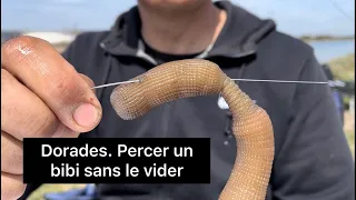 Peche dorade 2023 Tuto  comment percé un bibi sans le vider