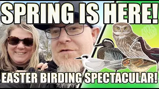 SPRING IS HERE! AN EASTER BIRDING SPECTACULAR! A mega rare American Tern!