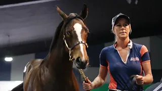 2022 Magic Millions Gold Coast National Weanling Sale - Day One