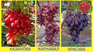 @Какой виноград посадить, Казанову, Карнавал или Красаву?