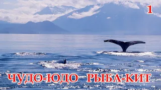 Чудо-юдо рыба-кит. Рассказ о финвалах.