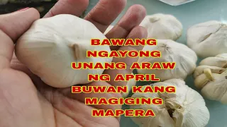 BAWANG NGAYONG UNANG ARAW NG APRIL ISANG BUWAN KANG MAGIGING MAPERA-APPLE PAGUIO7