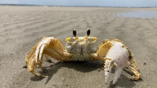 Little ghost crabby on the beach. Charleston SC 2023