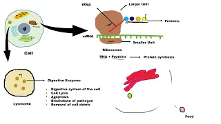 Basic structure and functions of #ribosome and #lysosome