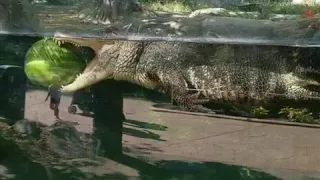 Крокодил и арбуз