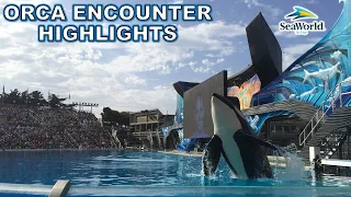 Orca Encounter Highlights | Non-Copyright
