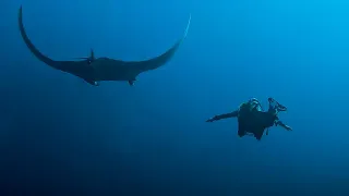 Socorro Islands - Diving with the Nautilus Explorer