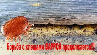 Клещ ВАРРОА продолжает сыпаться! Метод борьбы! Начало зимовки!