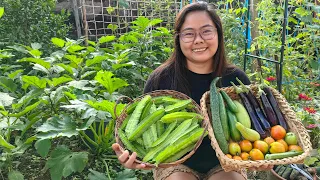 Lets harvest some vegetable at my backyard garden, sigarilyas,talong,kamatis at cucumber.