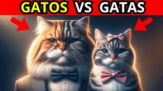 GATAS vs GATOS. DIFERENCIAS entre GATAS Hembra y GATOS Macho