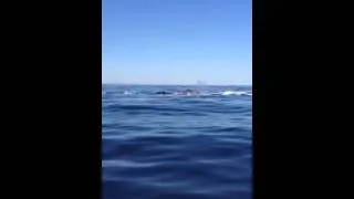 Whale watching in Knysna