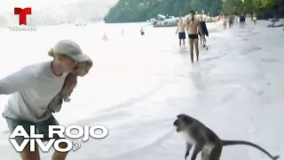 Manada de monos atacó a un niño australiano en la playa de Tailandia