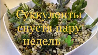 Суккуленты спустя пару недель