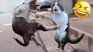 Cat Kung Fu Funny Compilation 😎😾🐱‍👤 l Funniest Dog And Cat Video l Pets SGlobal