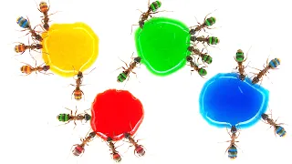 🐜 Ants vs Liquid Candy ( Time Lapse )