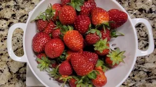 How to Plant Hydroponic Bare Root Strawberries