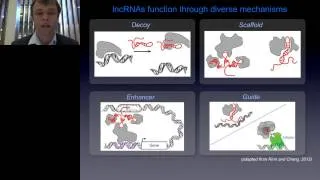 Marcel Dinger - Lighting up the dark matter of the genome Unravelling the roles of noncoding DNA ...