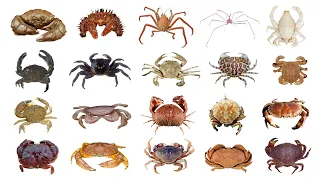 🦀 Different Types Of Crab | Species Of Crab | PART 1