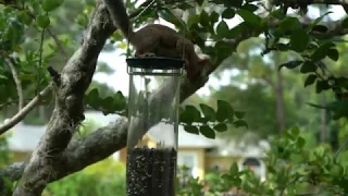 The Squirrel vs the Motorized Droll Yankee Flipper bird feeder