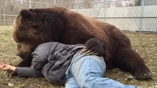 Why Doesn't Jimbo The 1,400-lb Bear Rip This Man To Shreds?