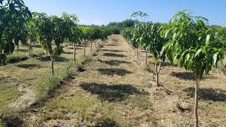 The mango loa project: Ultra high density plantation uhdp mango orchard