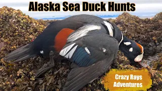 Alaska Sea Duck Hunting for Harlequin and Barrows Goldeneye's