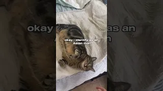 Funny animal videos I found on Instagram and Tiktok #shorts #funnyanimals #cat #funnypets #funny