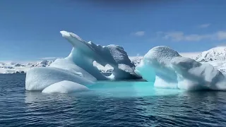 Polar Bears  The Giants of the Arctic