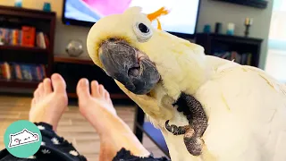 Two Shy Cockatoos Start Dancing To Metal And Trotting The Floors | Cuddle Buddies