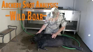 Archery Shot Analysis: Wild Boar