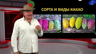 Андрей Гречаный о сортах и видах какао бобов